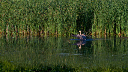 Fototapeta na wymiar Great blue heron flying, green surrounding, urban park.