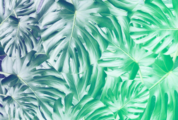 Naklejka na ściany i meble Green tropical leaves background. Monstera houseplant. Eco friendly photo.