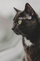 Graue Katze schaut aus Fenster