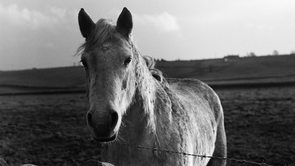 Obraz premium horse in field in England
