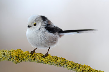 Schwanzmeise