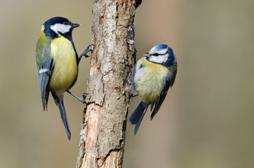 Kohlmeise und Blaumeise