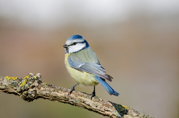 Blaumeise