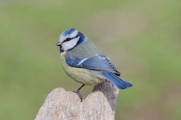 Blaumeise
