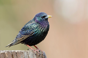 Common Starling | Star