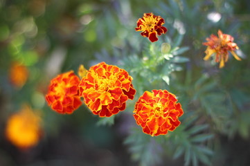Marigold flower
