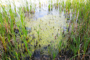 Swamp river in the duckweed. Wetland scirpus plant. © Vadym