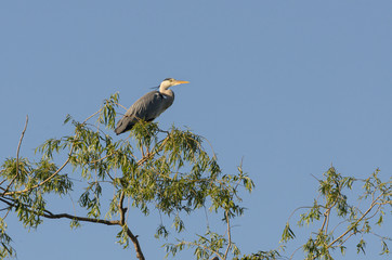Graureiher im Nistbaum