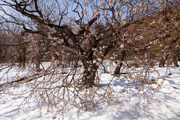 白い梅の花（白難波）