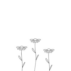 Spring flowers line background with chamomile flower isolated on white, vector illustration. Set of chamomile template for cardbanner invitation