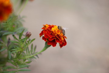 Marigold flower