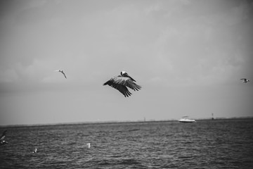 Pelicans on the Gulf of Mexico