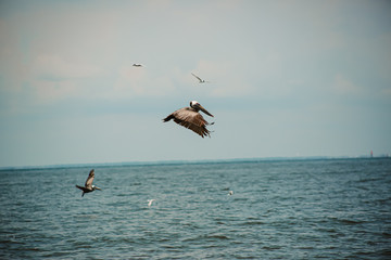 Fototapeta na wymiar Pelicans on the Gulf of Mexico
