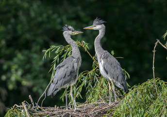 Junge Graureiher im Nest