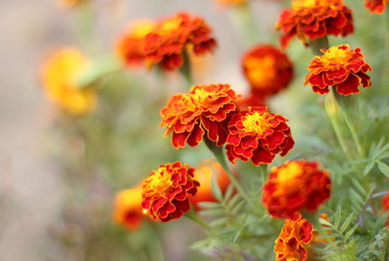 Marigold flower