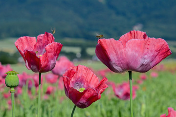 Obraz premium Honigbiene im Schlafmohn