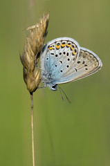 Geißklee-Bläuling (plebejus argus)