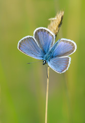 Geißklee-Bläuling (plebejus argus)