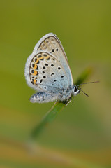 Geißklee-Bläuling (plebejus argus)