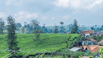 The green hills of tea with tile houses and trees that towered among the tea trees