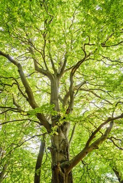 Tree With Leaves