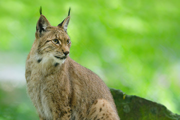 Eurasischer Luchs (Lynx lynx)