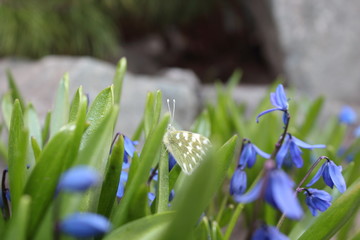 Scilla flowers spring bloom in the garden