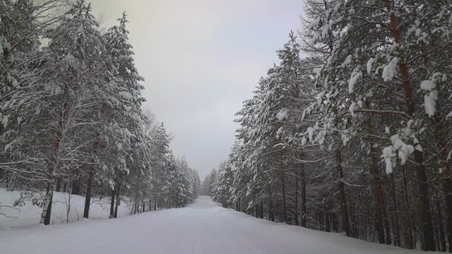 Beautiful snowy winter nature