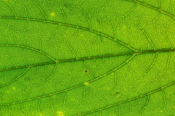 close up detil of green leaf texture