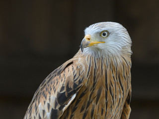 Rotmilan (milvus milvus)