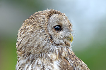 Waldkauz (strix aluco)