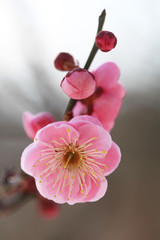 ピンク色の梅の花（世界の図）