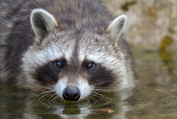 Nordamerikanischer Waschbär