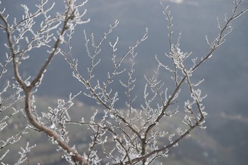 Winter background - snow flakes on the stems of dry grass