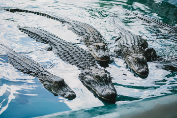 Alligator in the Park