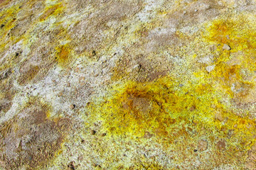 Icelandic soil, covered with moss and lichen