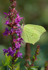 Zitronenfalter an Blutweiderich 