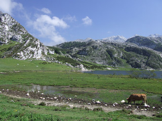 Fototapeta na wymiar Natural landscape with cows grazing in a meadow by the lake and mountains in the background with slightly cloudy blue sky, Asturias, Spain