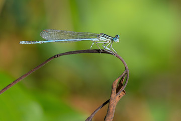 Blaue Federlibelle (platycnemis pennipes)
