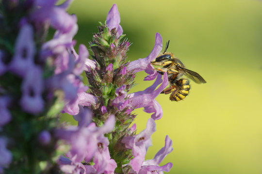 Gro&szlig;e Wollbiene an Heil-Ziest