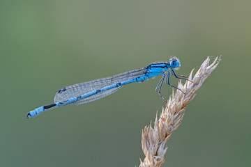 Gemeine Becherjungfer (enallagma cyathigerum) 
