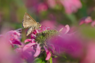  Gammaeule (autographa gamma)