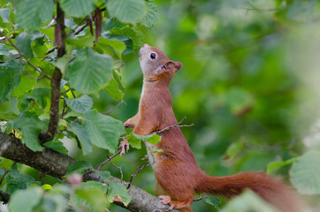 Rotes Eichhörnchen im Haselstrauch
