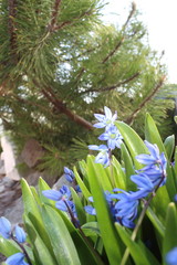 Scilla flowers spring bloom in the garden