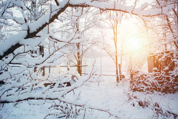 Winter in the garden. All trees and branches are covered in fresh snow. Dawn, the beginning of a...