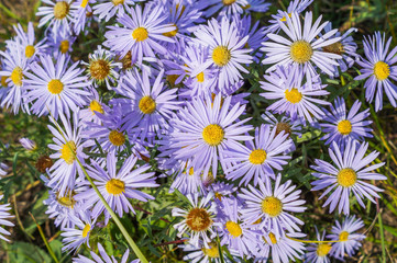 many lilac daisies grow in the meadow