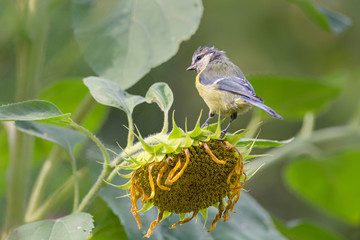 Junge Blaumeise auf Sonnenblume