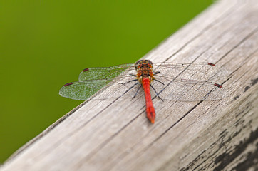  Blutrote Heidelibelle (sympetrum sanguineum)