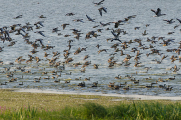 Graugänse am Gülper See