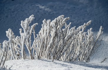 Winter background - snow flakes on the stems of dry grass